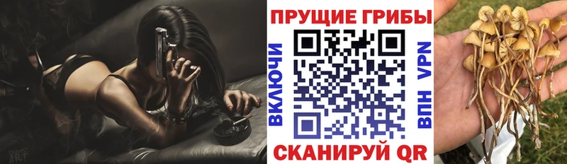 Псилоцибиновые грибы Psilocybe  где купить наркоту  Холмск 